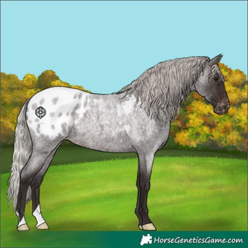 Horse Color:Silver Brown Roan Appaloosa Rabicano 
