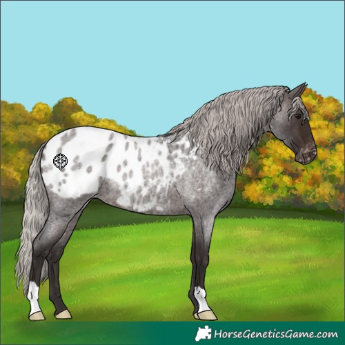 Horse Color:Silver Brown Roan Appaloosa Rabicano
