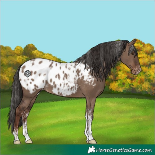 Horse Color:Powder White Liver Red Dun Appaloosa
