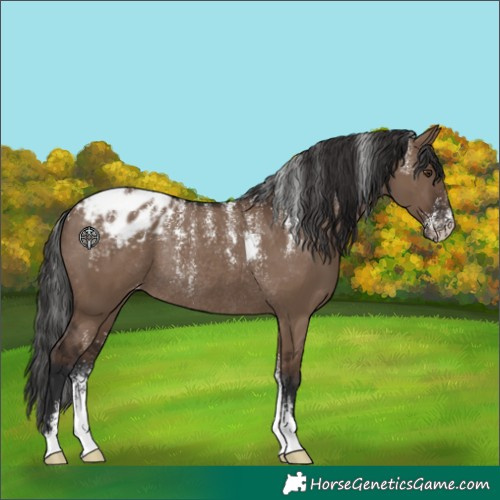 Horse Color:Powder White Liver Red Dun Appaloosa Rabicano