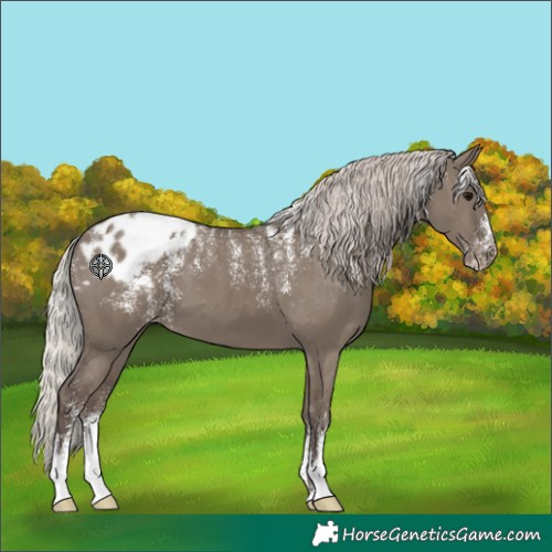 Horse Color:Powder White Silver Grullo Appaloosa 