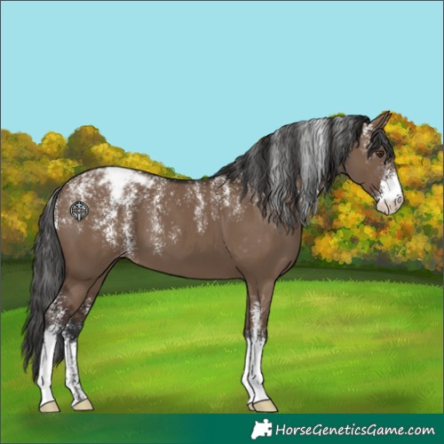 Horse Color:Powder White Liver Red Dun Appaloosa 
