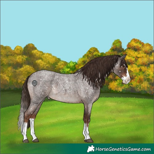 Horse Color:Unknown 
