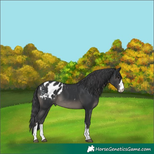 Horse Color:Unknown 