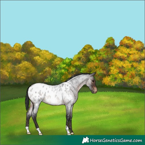 Horse Color:Unknown 