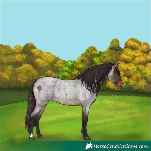Horse Color:Unknown 