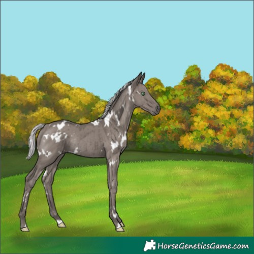 Horse Color:Platinum White Spotted Silver Smoky Grullo Rabicano Brindle