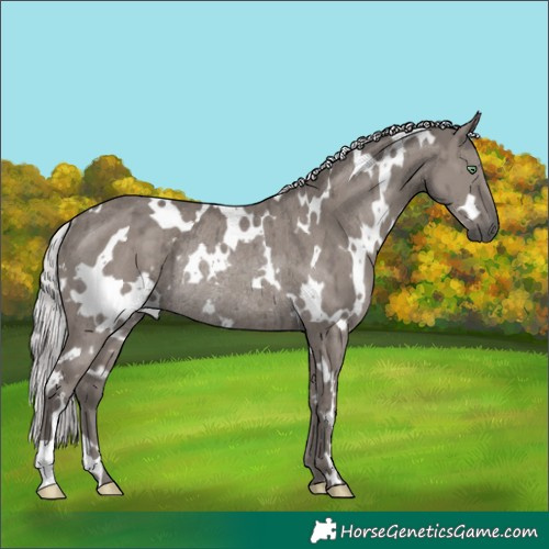Horse Color:Platinum White Spotted Silver Smoky Grullo Rabicano Brindle 