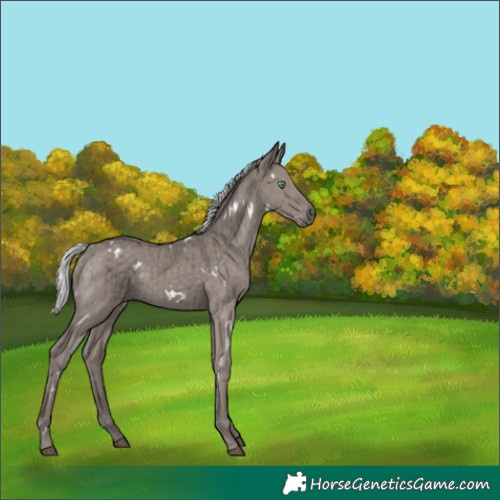 Horse Color:Platinum White Spotted Silver Smoky Grullo Rabicano Brindle