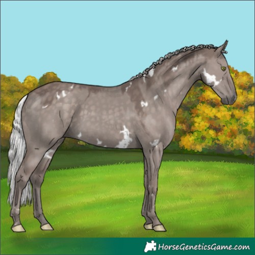 Horse Color:Platinum White Spotted Silver Grullo Rabicano 