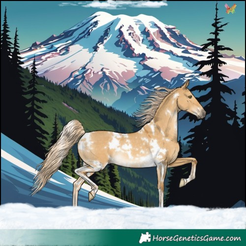 Horse Color:White Spotted Palomino Dun Rabicano