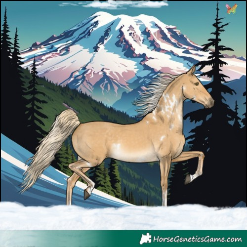Horse Color:White Spotted Palomino Dun Sabino Rabicano