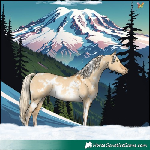 Horse Color:White Spotted Palomino Dun Rabicano 