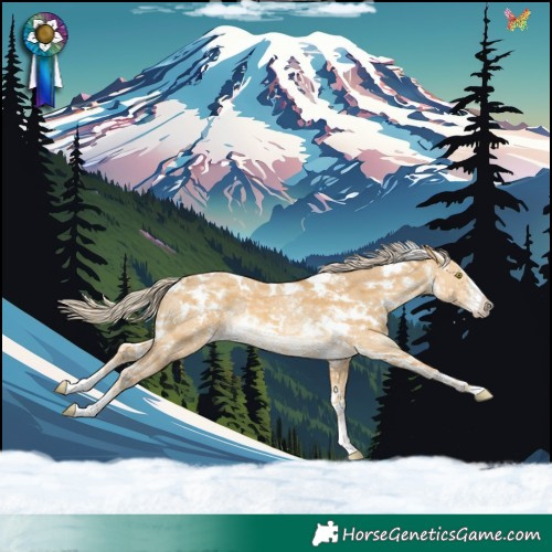 Horse Color:White Spotted Palomino Dun Sabino Rabicano