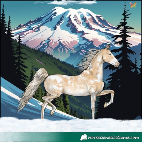 Horse Color:White Spotted Palomino Dun Sabino Rabicano 