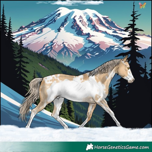 Horse Color:White Spotted Palomino Dun Sabino Frame Rabicano 