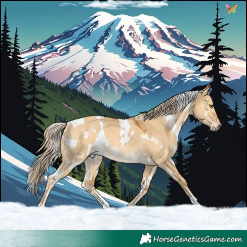 Horse Color:White Spotted Palomino Dun Rabicano