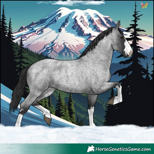 Horse Color:Blue Roan