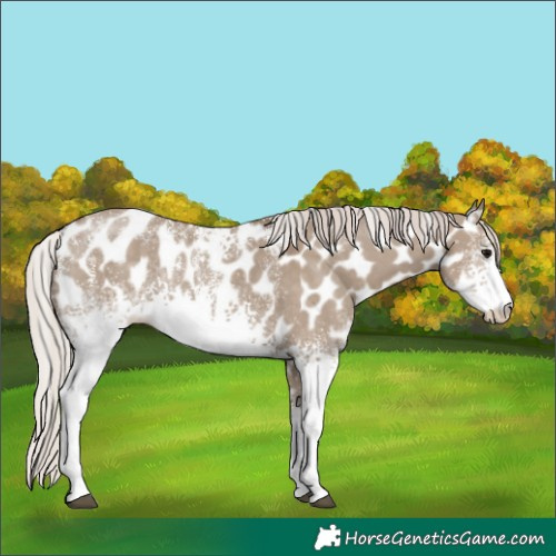 Horse Color:Powder White White Spotted Silver Grullo Near Leopard Rabicano