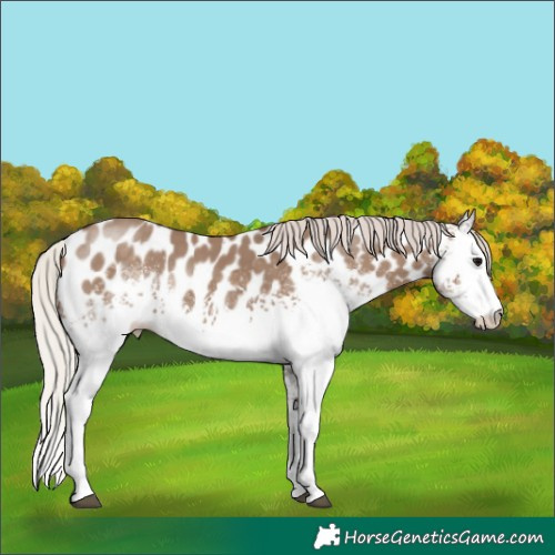 Horse Color:White Spotted Silver Grullo Near Leopard Rabicano