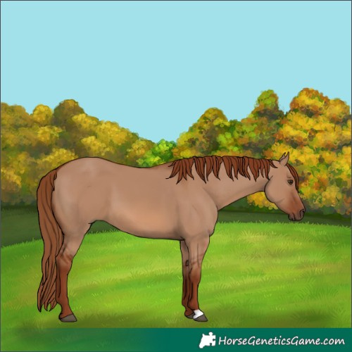 Horse Color:Red Dun