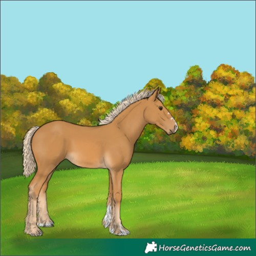 Horse Color:Palomino