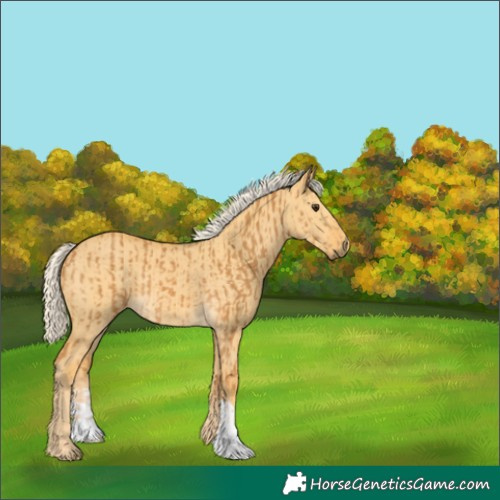 Horse Color:Palomino and Palomino Dun