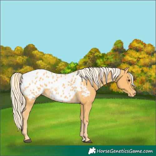 Horse Color:Palomino Appaloosa