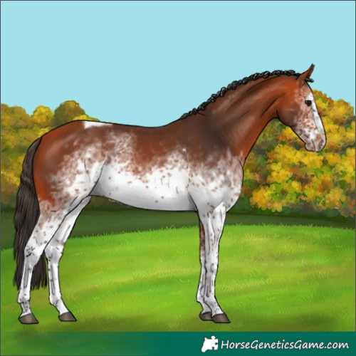 Horse Color:White Spotted Bay Tobiano Frame Rabicano