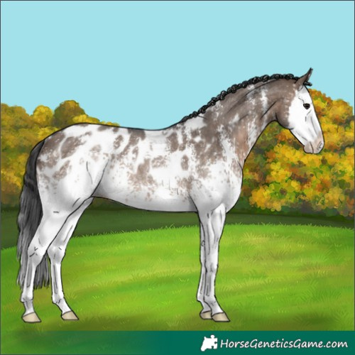 Horse Color:White Spotted Brown Dun Sabino Splash Appaloosa Rabicano 