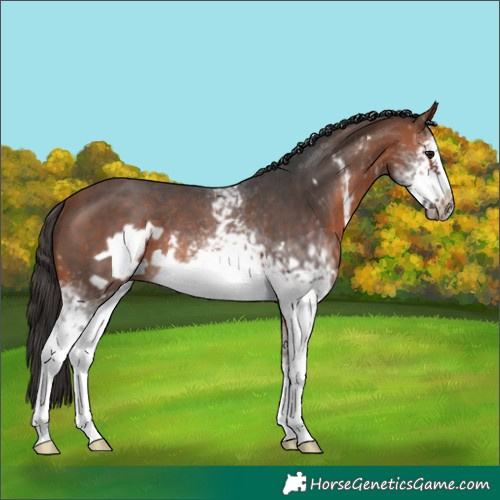 Horse Color:White Spotted Bay Sabino Frame Rabicano 
