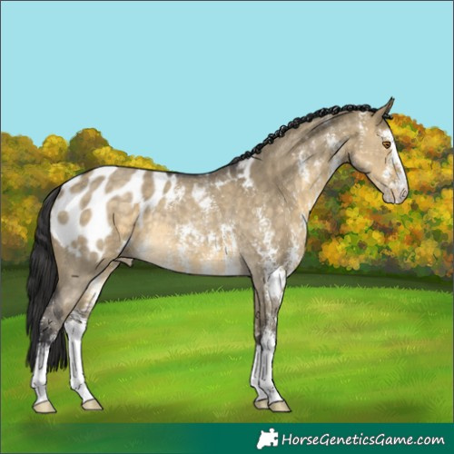 Horse Color:Buckskin Dun Sabino Appaloosa Rabicano