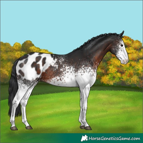 Horse Color:White Spotted Brown Appaloosa Rabicano