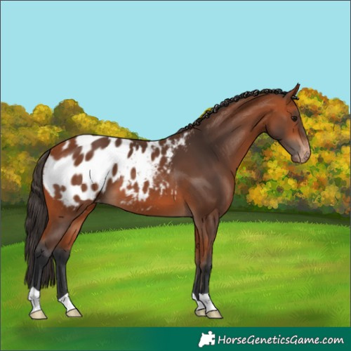 Horse Color:Bay Appaloosa 