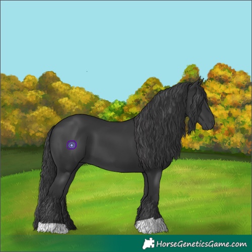 Horse Color:Black 