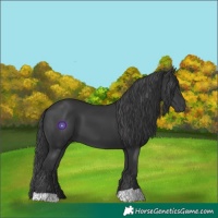 Horse Color:Black 