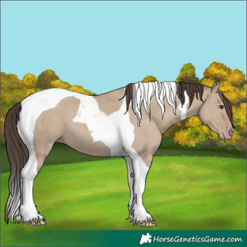Horse Color:Classic Champagne Dun Tobiano