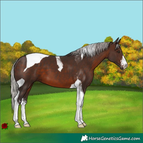 Horse Color:Silver Brown Sabino Tobiano