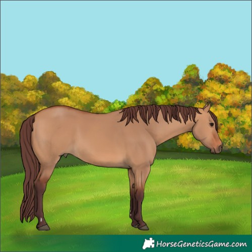 Horse Color:Chocolate Bay Dun 