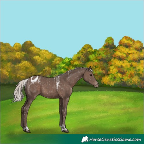 Horse Color:Powder White Silver Black Tobiano Appaloosa