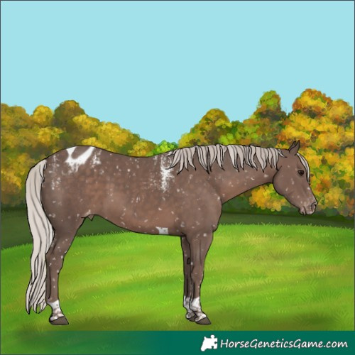 Horse Color:Powder White Silver Black Tobiano Blanket
