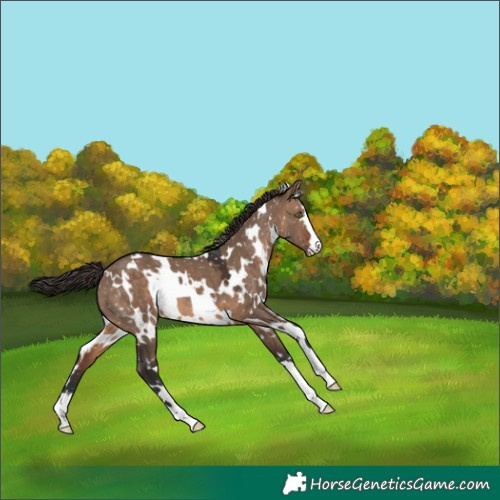 Horse Color:White Spotted Brown Dun Appaloosa 