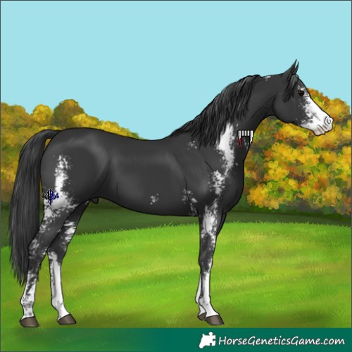 Horse Color:Black Sabino 