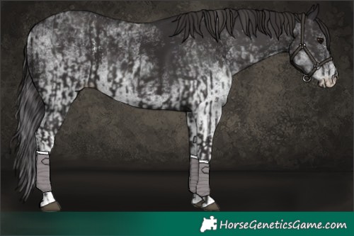Horse Color:Smoky Black  and White Spotted Smoky Black 