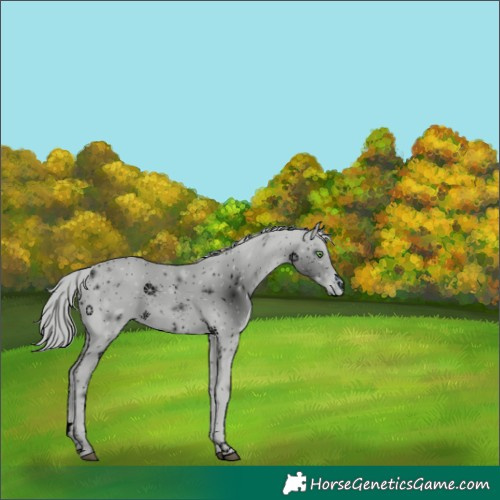 Horse Color:ERROR: UNKNOWN ANOMALY