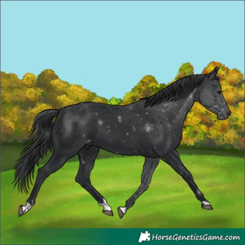 Horse Color:Black 