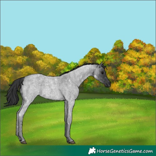 Horse Color:Blue Roan 