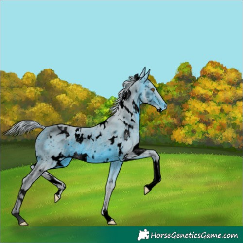 Horse Color:ERROR: UNKNOWN ANOMALY