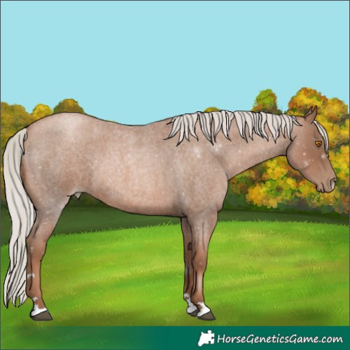 Horse Color:Silver Blue Roan Pearl Rabicano 