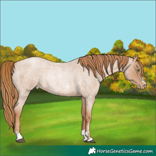 Horse Color:Red Roan Pearl Rabicano 